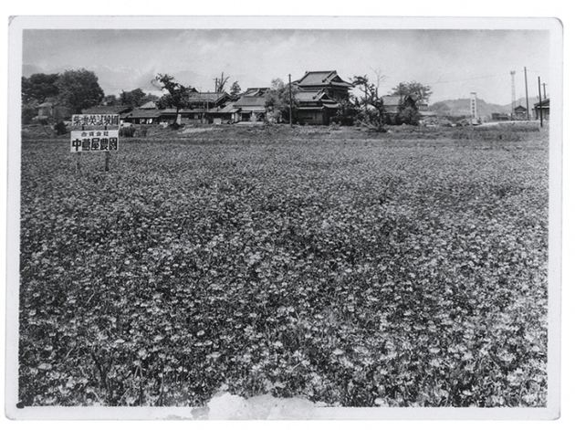 A flower field in the seed nursery owned by Yayoi Kusama’s family in Matsumoto, Japan. Image: © YAYOI KUSAMA